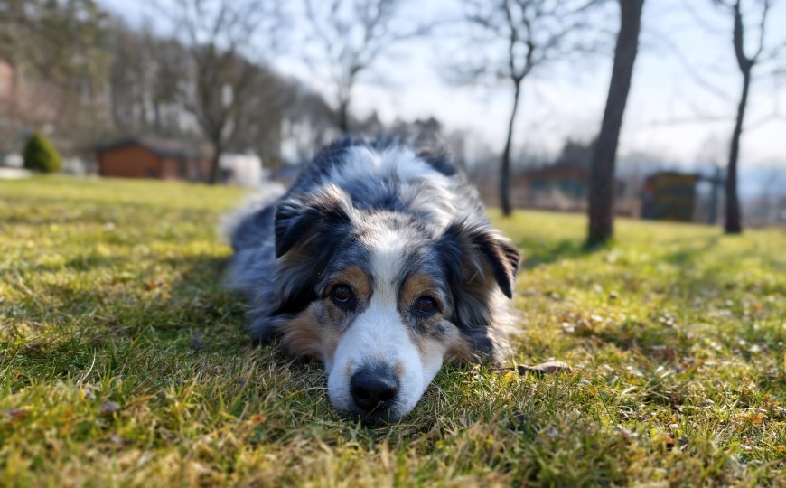 Pes ležiaci na tráve a pozerajúci sa priamo do objektívu fotoaparátu.
