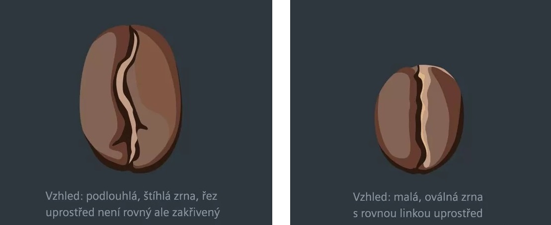 ilustratívny obrázok kávového zrna Arabica vs Robusta