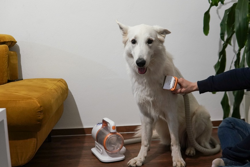 šťastný pes vyčesávaný človekom s furminátorom ETA PetMaster v modernej obývačke