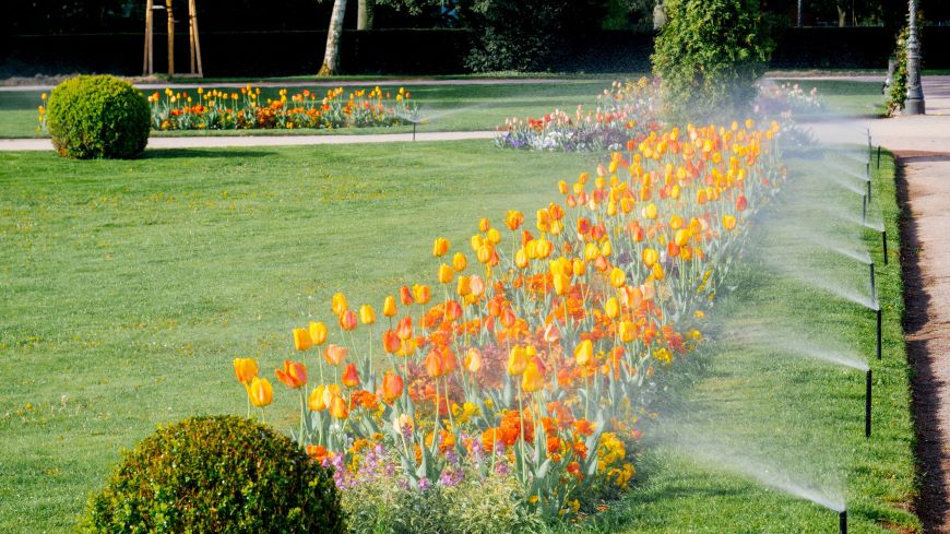 Záhrada v s cestičkami, pokoseným trávnikom, záhonom s tulipánmi a vysunutými postrekovačmi, ktoré záhon zavlažujú  