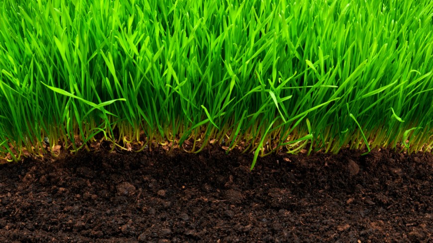 Ako založiť trávnik? detail klíčenia trávnatych semien so steblami nad úrovňou pôdy a pohľadom na pôdu v spodnej úrovni