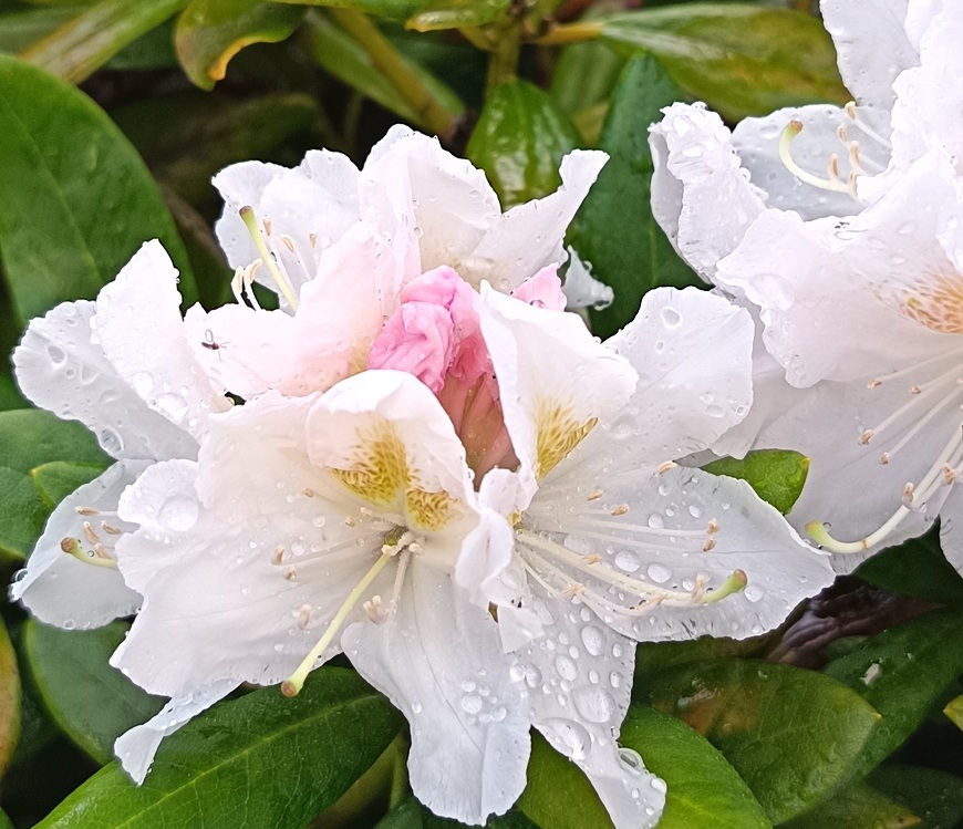 Recenzia: Honor 600 Lite – Štýlová dizajnovka s neprekonateľnou výdržou Detail na biely kvet rododendronu. Fotené mobilným telefónom Honor 600 Lite.