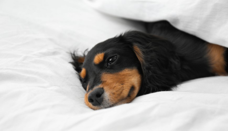 Inteligentná domácnosť pre domácich miláčikov: Ako ju vytvoriť a čo sa oplatí kúpiť? pes Gordon Setter leží na posteli, detail na tvár