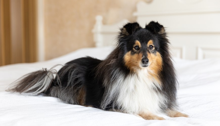 Inteligentná domácnosť pre domácich miláčikov: Ako ju vytvoriť a čo sa oplatí kúpiť? pes rasy Sheltie na posteli