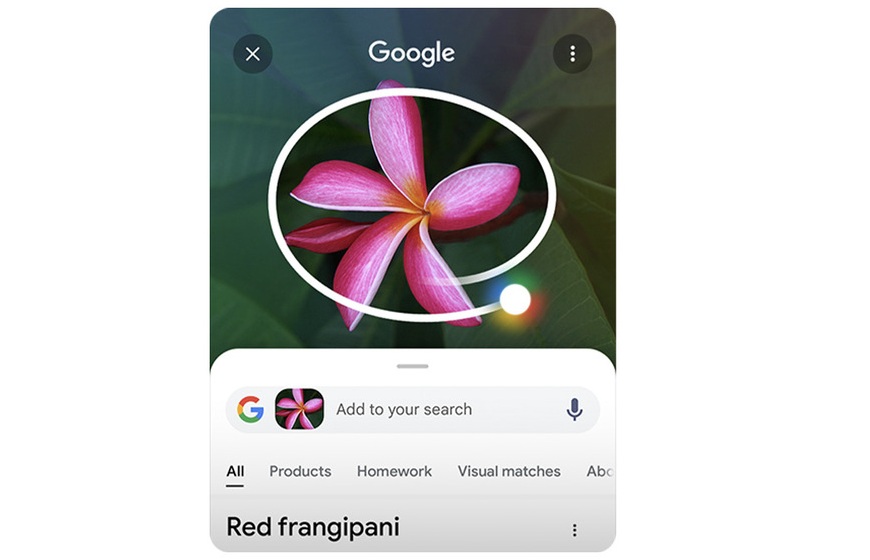 Čo dokážu AI funkcie v mobilných telefónoch? Funkcia Circle To Search hľadanie kvetu.