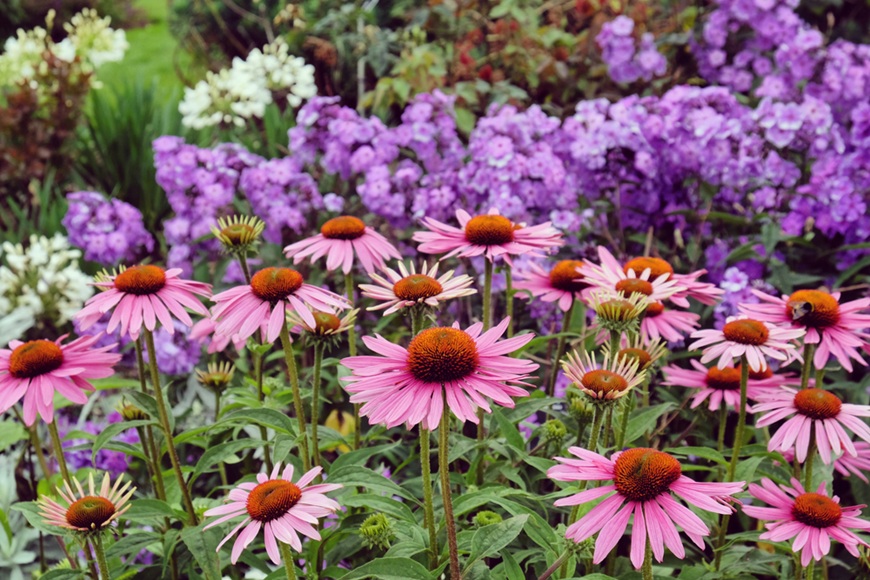 Ako založiť trvalkový záhon: od výberu miesta až po osadzovací plán Echinacea v trvalkovom záhone
