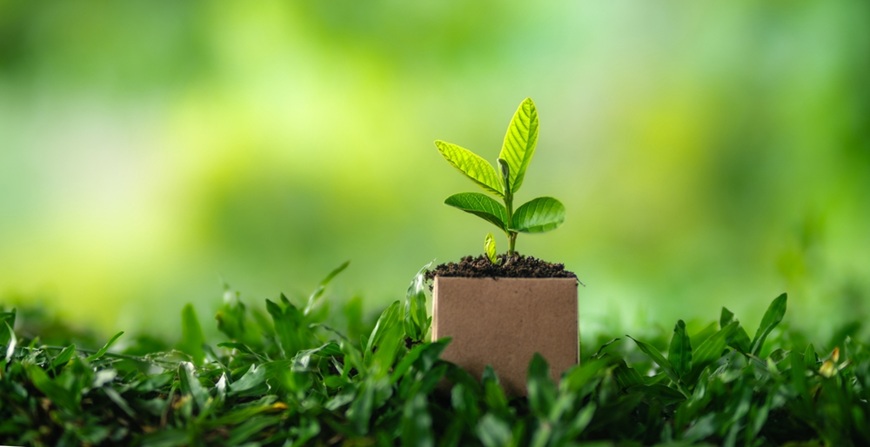 ☘️Eco-friendly záhrada: Ako správne mulčovať záhony kartónom ☘️Eco-friendly záhrada: Ako správne mulčovať záhony kartónom