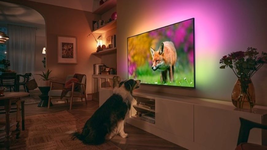 Pes pozerá na TV, kde je zobrazená líška.